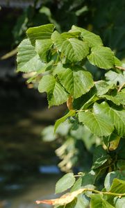 Preview wallpaper leaves, branch, tree, plant, nature