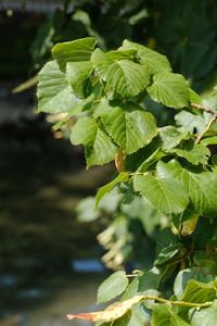 Preview wallpaper leaves, branch, tree, plant, nature