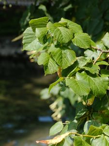Preview wallpaper leaves, branch, tree, plant, nature