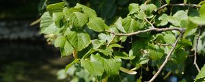 Preview wallpaper leaves, branch, tree, plant, nature