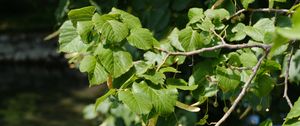 Preview wallpaper leaves, branch, tree, plant, nature