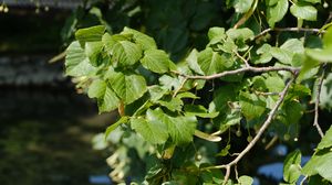 Preview wallpaper leaves, branch, tree, plant, nature