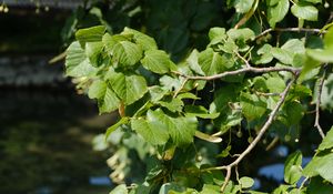 Preview wallpaper leaves, branch, tree, plant, nature