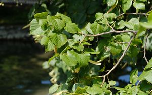 Preview wallpaper leaves, branch, tree, plant, nature