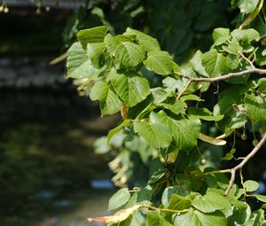 Preview wallpaper leaves, branch, tree, plant, nature