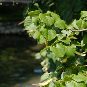 Preview wallpaper leaves, branch, tree, plant, nature
