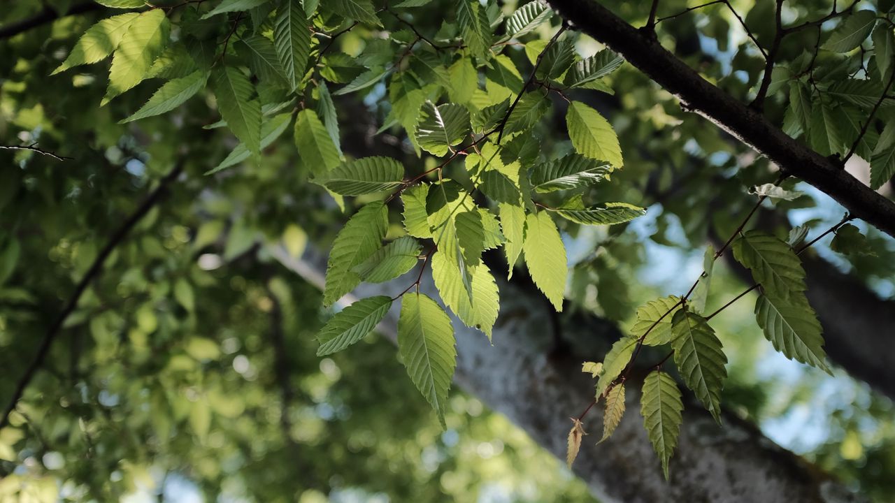 Wallpaper leaves, branch, tree, blur