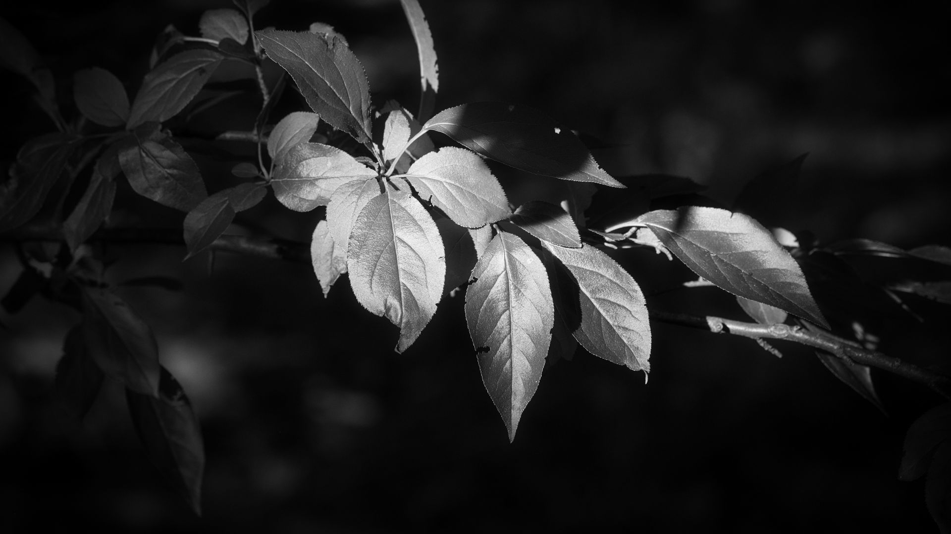 Download wallpaper 1920x1080 leaves, branch, tree, black and white full ...