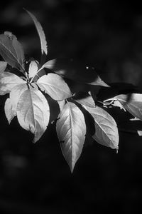 Preview wallpaper leaves, branch, tree, black and white