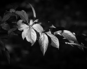 Preview wallpaper leaves, branch, tree, black and white