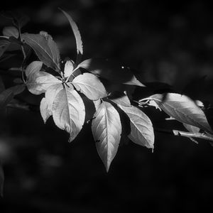 Preview wallpaper leaves, branch, tree, black and white