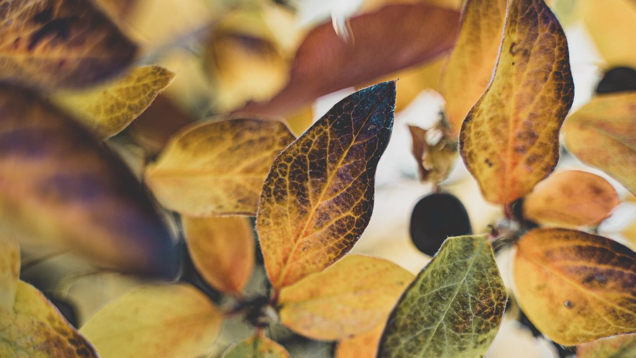 Wallpaper leaves, branch, veins, autumn