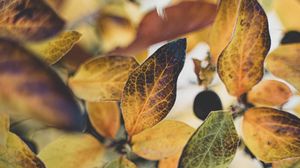 Preview wallpaper leaves, branch, veins, autumn