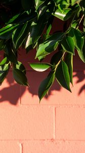 Preview wallpaper leaves, branch, wall, shadow, plant