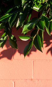 Preview wallpaper leaves, branch, wall, shadow, plant