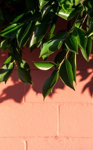 Preview wallpaper leaves, branch, wall, shadow, plant