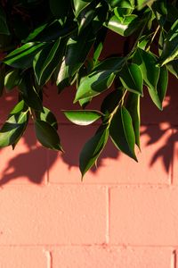 Preview wallpaper leaves, branch, wall, shadow, plant