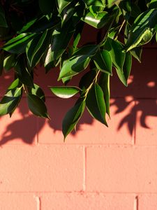 Preview wallpaper leaves, branch, wall, shadow, plant