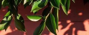 Preview wallpaper leaves, branch, wall, shadow, plant