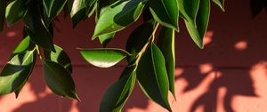 Preview wallpaper leaves, branch, wall, shadow, plant