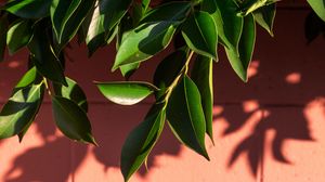 Preview wallpaper leaves, branch, wall, shadow, plant