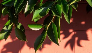Preview wallpaper leaves, branch, wall, shadow, plant