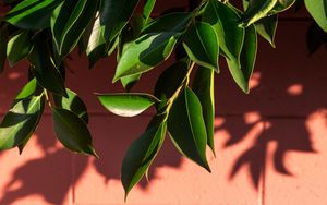 Preview wallpaper leaves, branch, wall, shadow, plant
