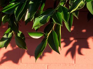 Preview wallpaper leaves, branch, wall, shadow, plant