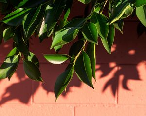 Preview wallpaper leaves, branch, wall, shadow, plant