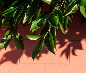 Preview wallpaper leaves, branch, wall, shadow, plant