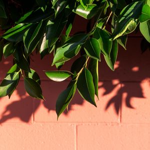 Preview wallpaper leaves, branch, wall, shadow, plant