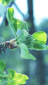 Preview wallpaper leaves, branches, apples, faded