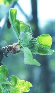 Preview wallpaper leaves, branches, apples, faded