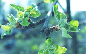 Preview wallpaper leaves, branches, apples, faded