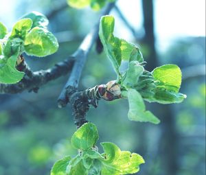 Preview wallpaper leaves, branches, apples, faded