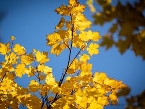 Preview wallpaper leaves, branches, autumn, sky