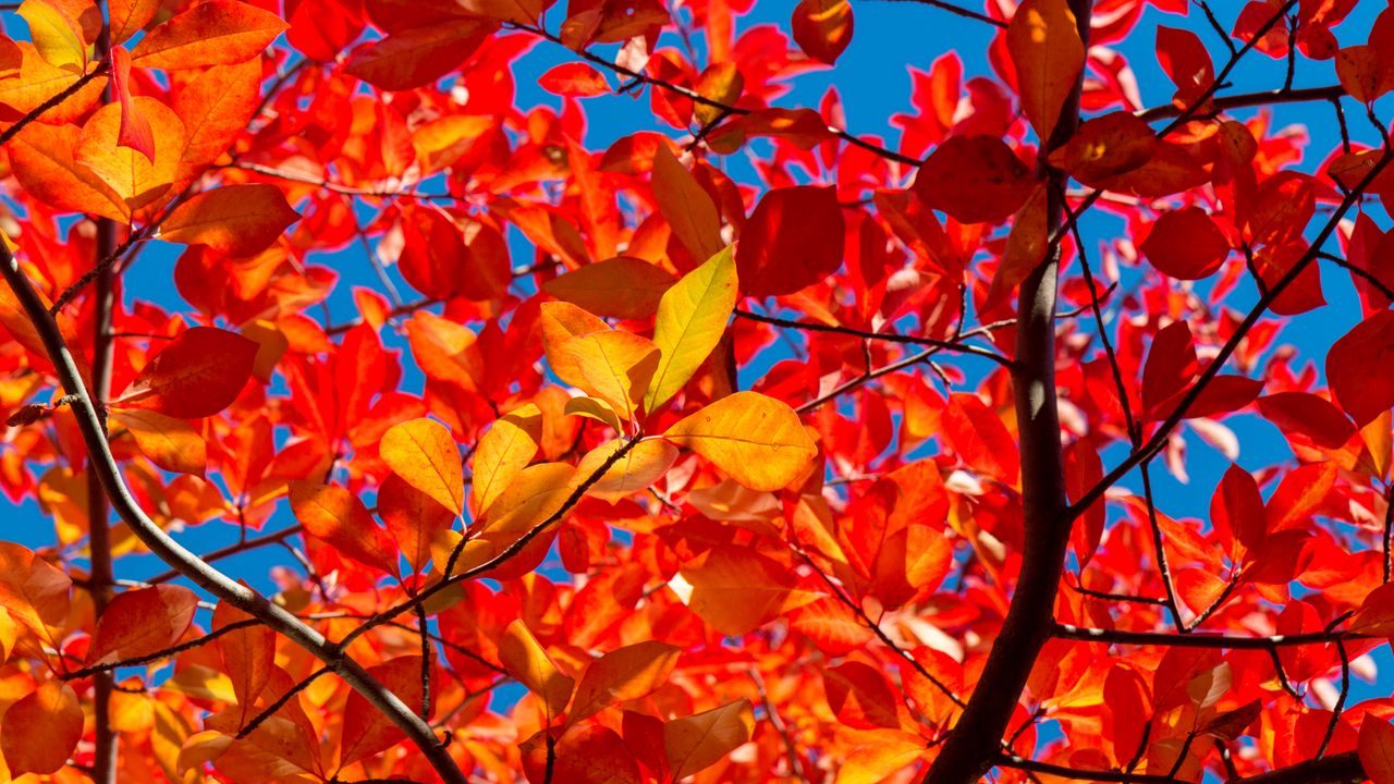 Wallpaper leaves, branches, autumn, sunny