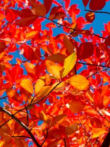 Preview wallpaper leaves, branches, autumn, sunny