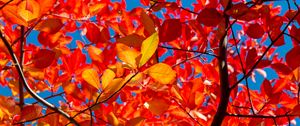 Preview wallpaper leaves, branches, autumn, sunny