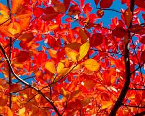 Preview wallpaper leaves, branches, autumn, sunny