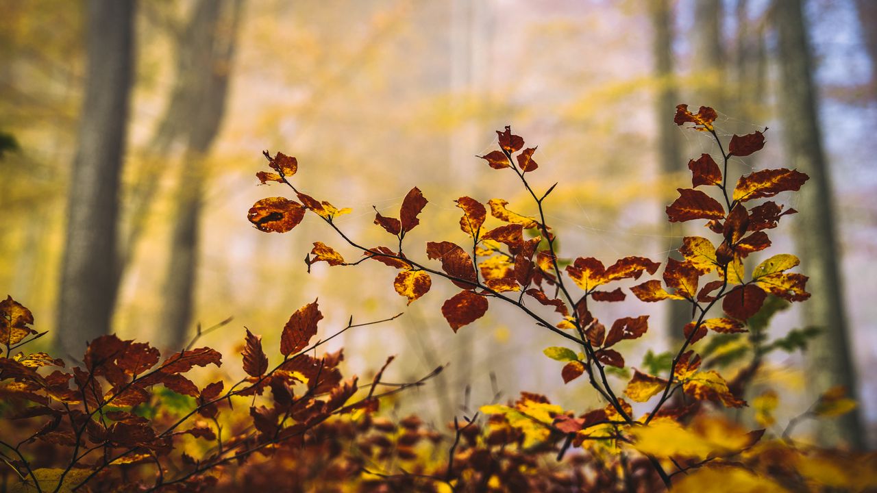 Wallpaper leaves, branches, autumn, nature, blur