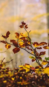 Preview wallpaper leaves, branches, autumn, nature, blur