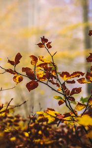 Preview wallpaper leaves, branches, autumn, nature, blur