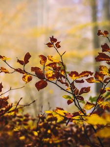 Preview wallpaper leaves, branches, autumn, nature, blur