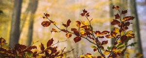 Preview wallpaper leaves, branches, autumn, nature, blur