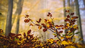 Preview wallpaper leaves, branches, autumn, nature, blur