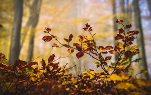 Preview wallpaper leaves, branches, autumn, nature, blur