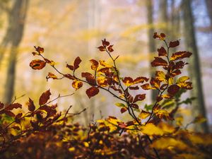 Preview wallpaper leaves, branches, autumn, nature, blur