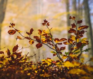 Preview wallpaper leaves, branches, autumn, nature, blur