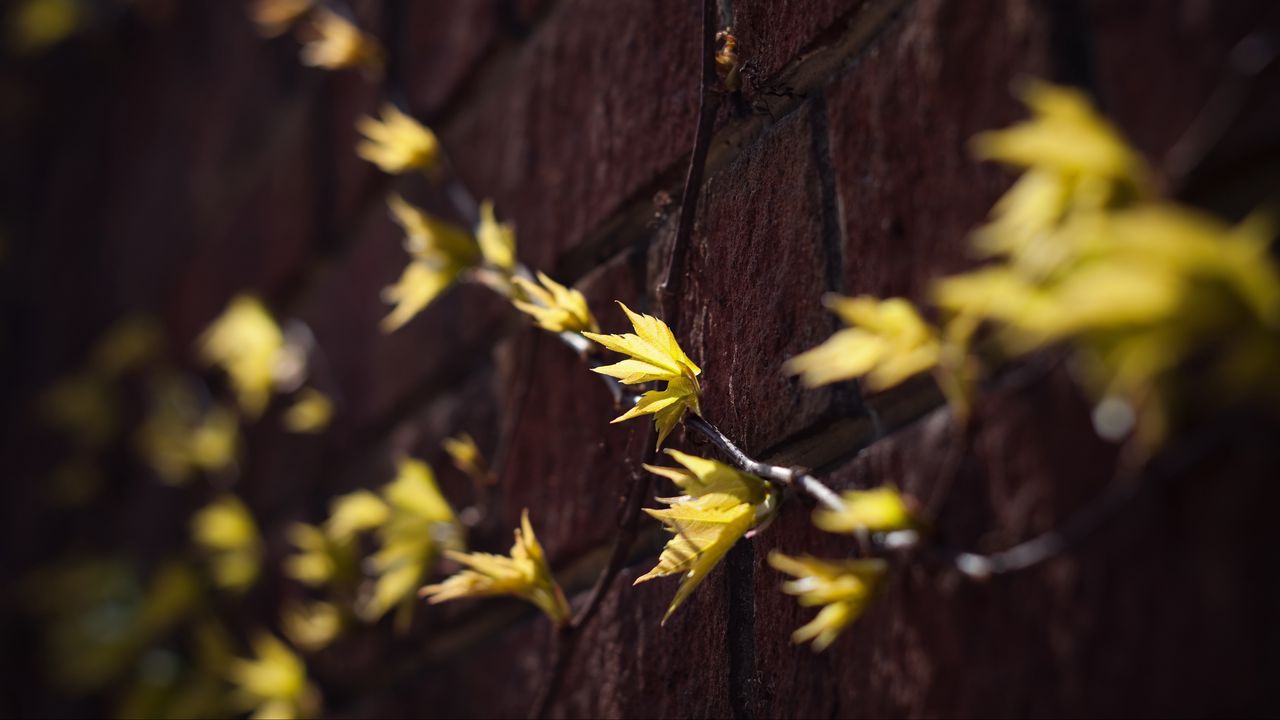 Wallpaper leaves, branches, autumn, wall